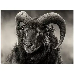 Prachtige ram met horens