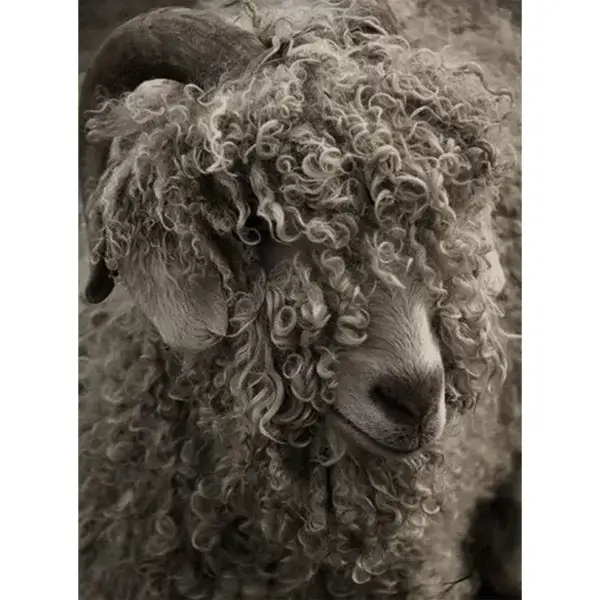 Schaap met krullen