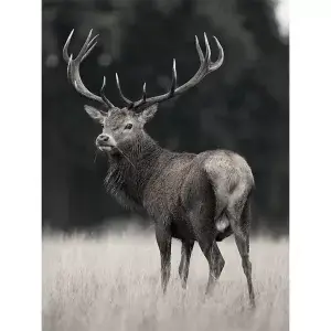 Rendier in de mooie natuur