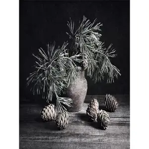Pot Pinus met dennenappels