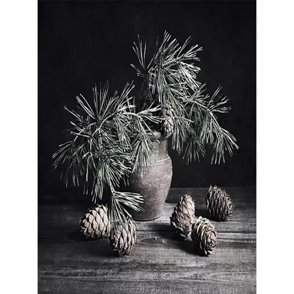 Pot Pinus met dennenappels