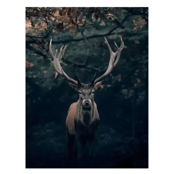 Edelhert in het bos