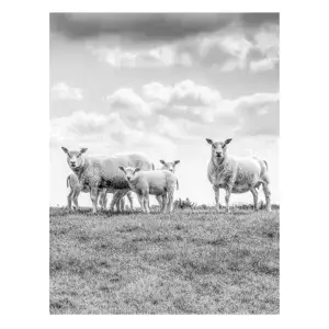 Texelse schapen op de dijk