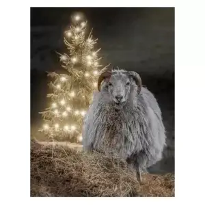 Schaap bij kerstboom