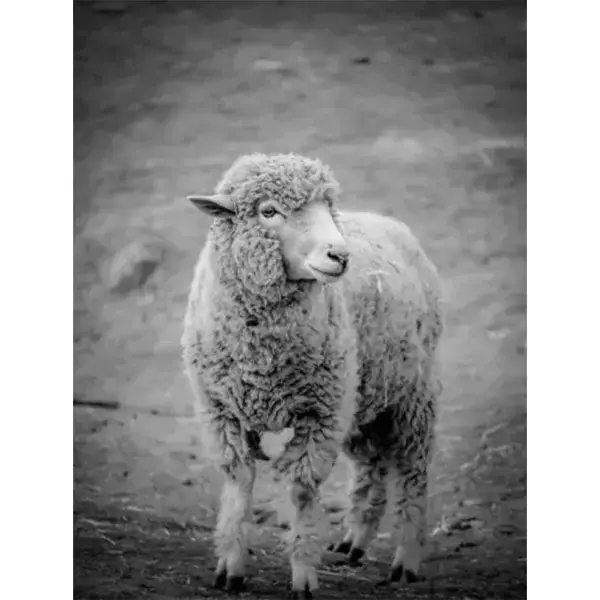 Gekruld schaap