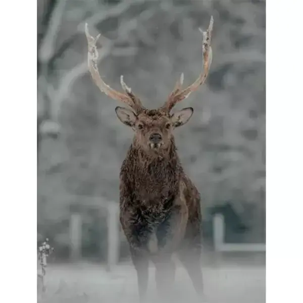 Rendier in winters landschap