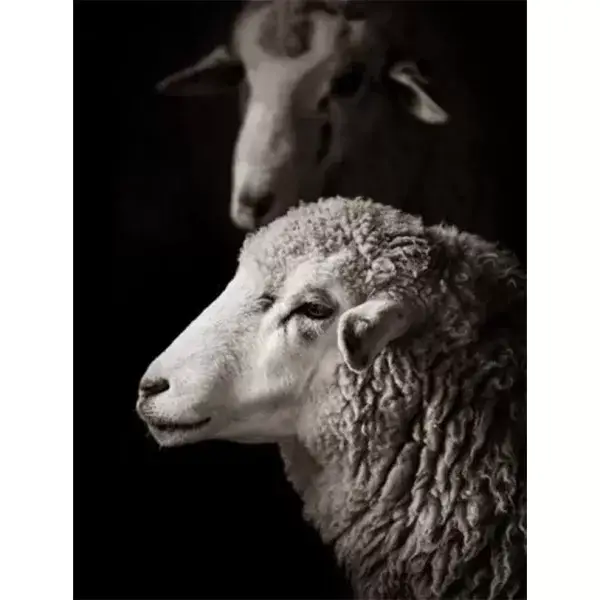 Schapen in de stal