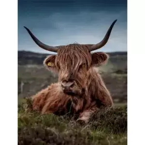 Schotse hooglander liggend in het gras