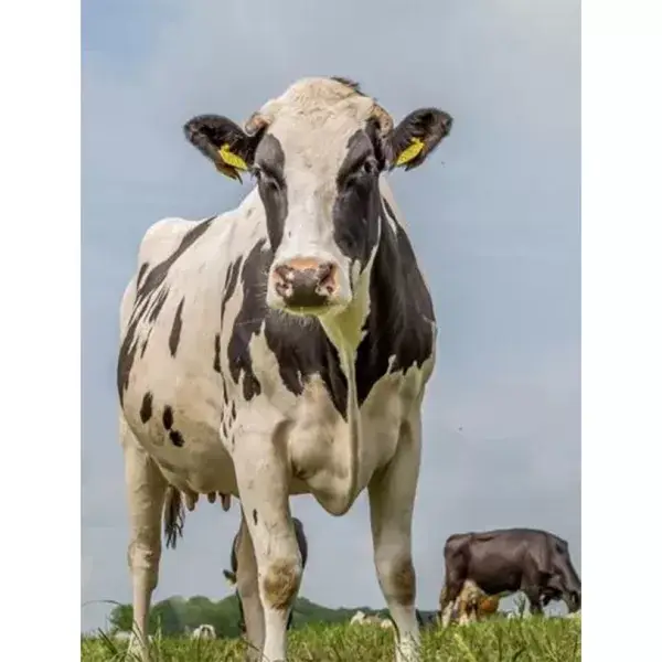 De Hollandse koe