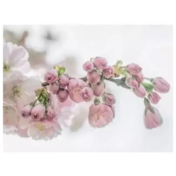 Begin van de lente