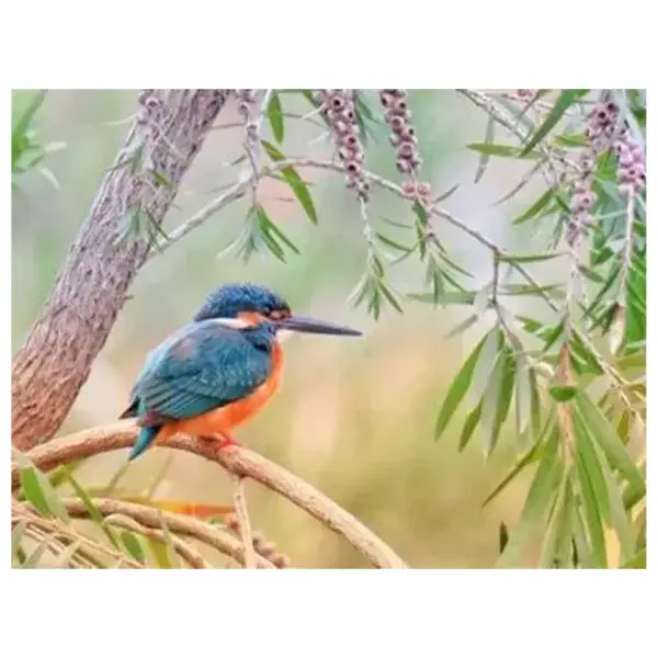 Ijsvogel op wacht