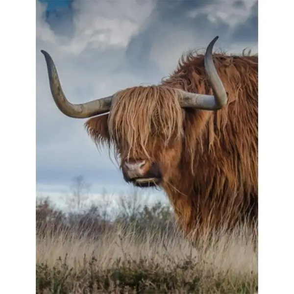Schotse hooglander met blauwe lucht