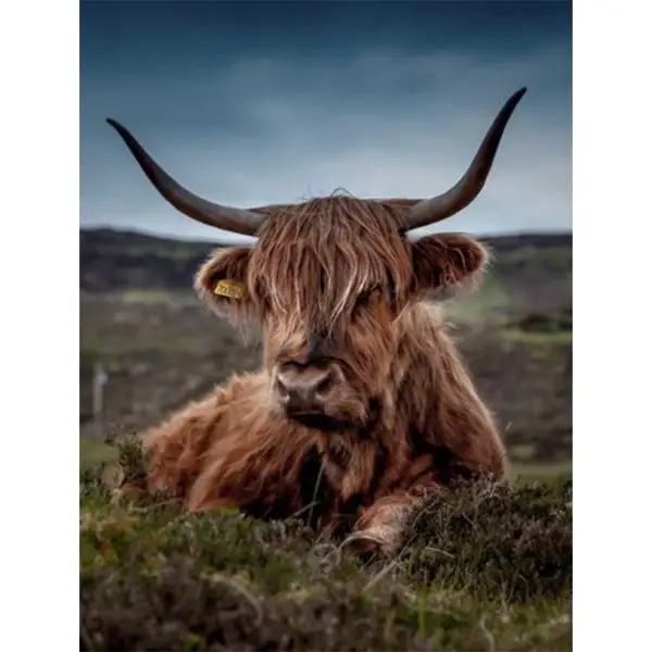 Schotse Hooglander liggend