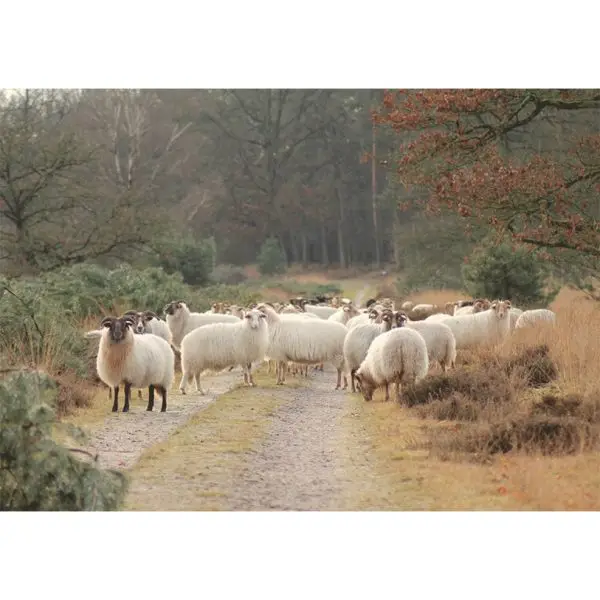 Op de grote stille heide