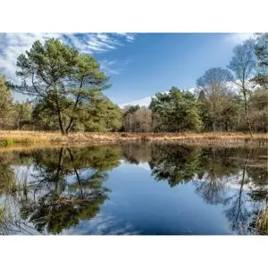 Zomerdag bij het vennetje