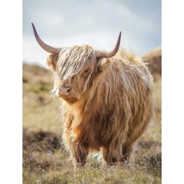 Schotse Hooglander in de zon