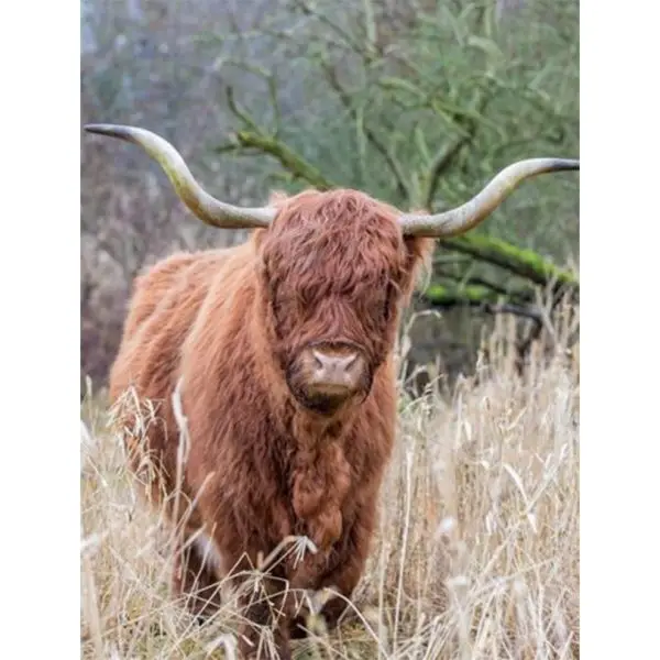 Schotse Hooglander in het hoge gras