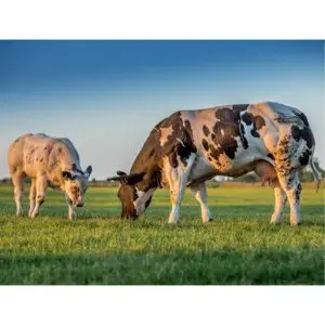 Twee grazende koeien