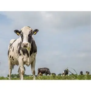 Nederlandse koeien in de wei