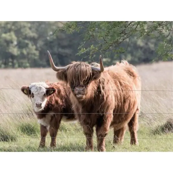 Schotse Hooglander moeder met kalf