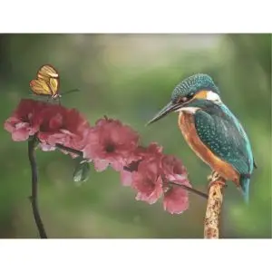 Ijsvogel met vlinder