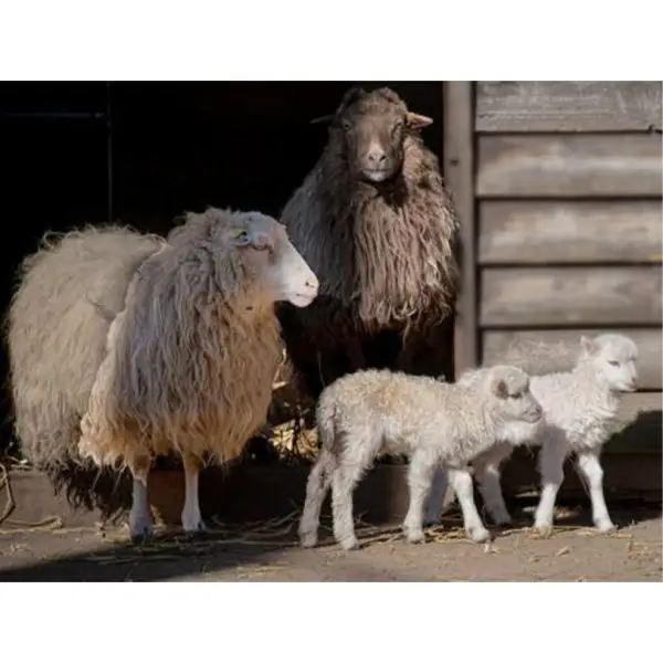 Schapen met lammeren