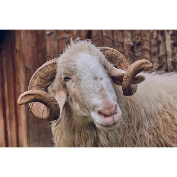 Mooi schaap