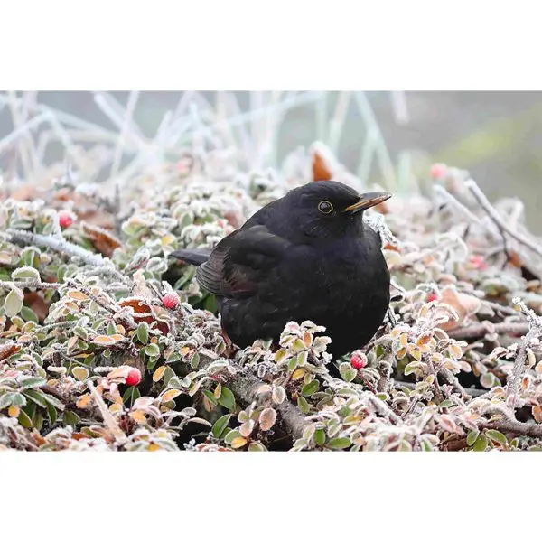 Merel in winter