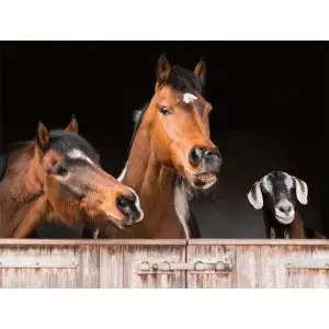 Grappige paarden met geit