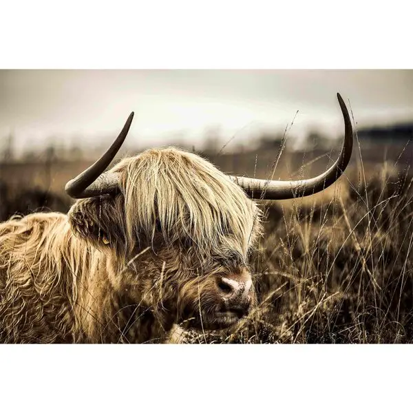 Schotse Hooglander in sepiakleur