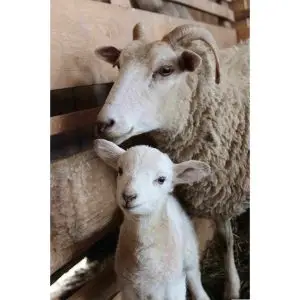Schaap met Lam