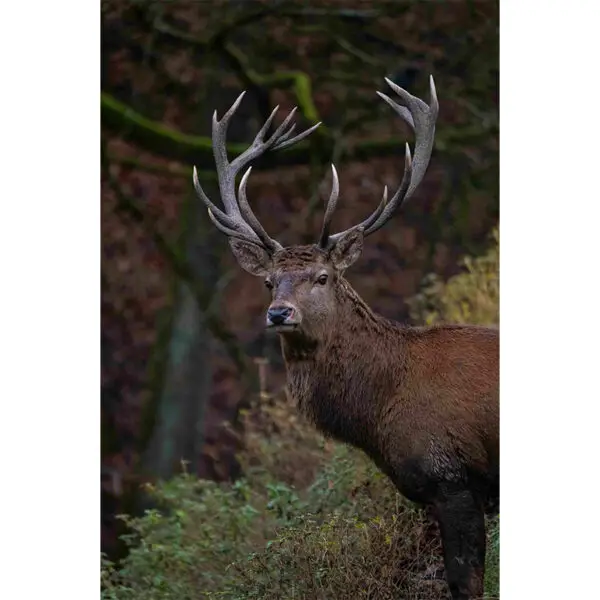 Edelhert in het bos