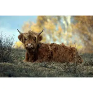 Kalfje schotse Hooglander liggend in het gras