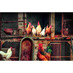 Vrolijk gekleurd kippenhok