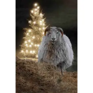 Schaap bij kerstboom