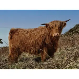 Schotse hooglander met blauwe lucht