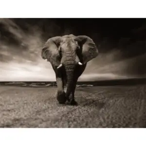Olifant zwart wit