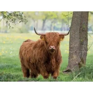 Schotse Hooglander bij boom