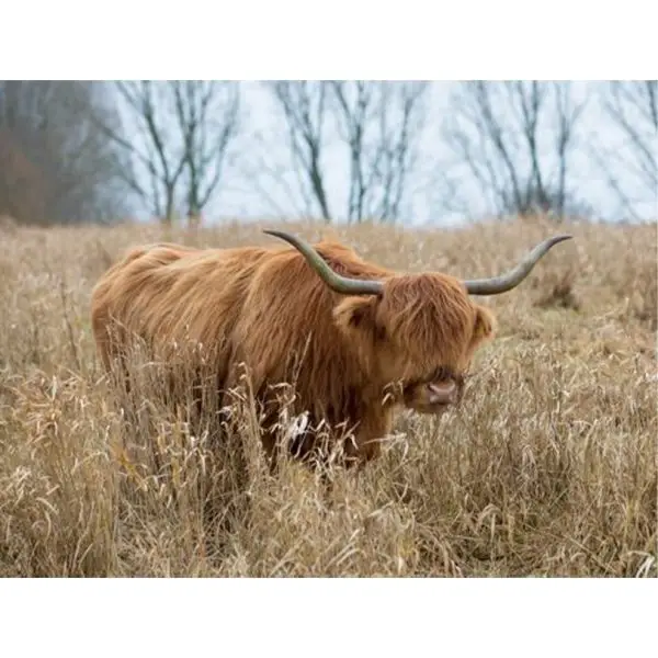 Schotse Hooglander Lopend door het hoge gras