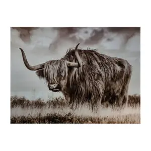 Spatscherm Hooglander 60x80 cm