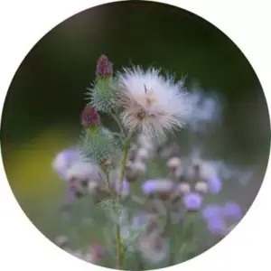 Distel