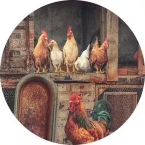 Kippen in oude schuur 18 cm