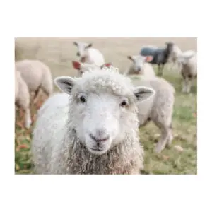 Fotokaart mooi schaap