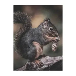 Fotokaart Eekhoorn met dennenappel