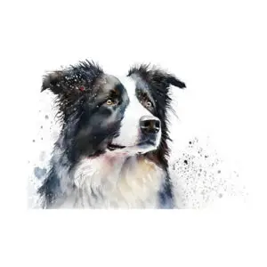 Fotokaart Mooie hond
