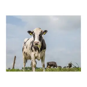 Fotokaart Hollandse koe