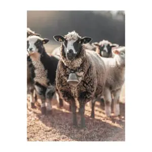 Fotokaart Schaap met bel