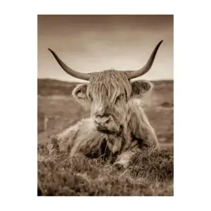 Fotokaart liggende Schotse Hooglander sepia