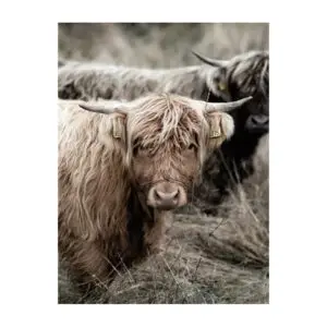 Fotokaart twee Schotse Hooglanders