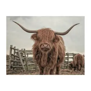 Fotokaart Schotse Hooglander bij hek